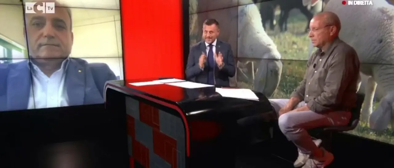 «Allevatori in ginocchio, proclamare subito lo stato di emergenza»: l’appello per fermare l’epidemia di Lingua Blu