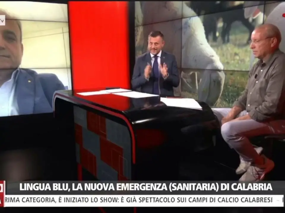 «Allevatori in ginocchio, proclamare subito lo stato di emergenza»: l’appello per fermare l’epidemia di Lingua Blu