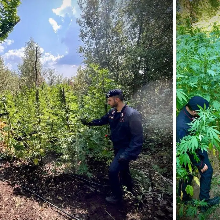 Scoperte numerose piantagioni di marijuana nel Vibonese: avrebbero prodotto un guadagno di oltre 2,5 milioni di euro