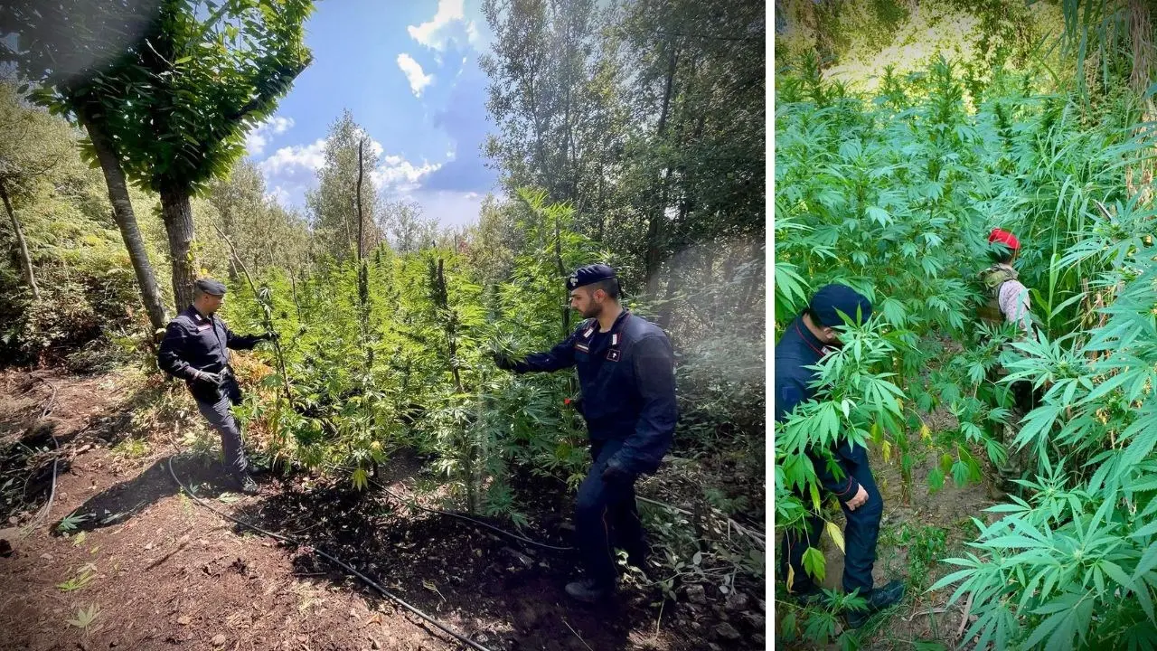 Scoperte numerose piantagioni di marijuana nel Vibonese: avrebbero prodotto un guadagno di oltre 2,5 milioni di euro