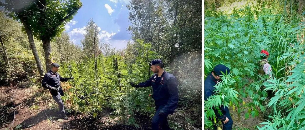 Droga, rinvenuti 4 chili di marijuana in un bidone di plastica\u00A0nelle campagne del Vibonese\n