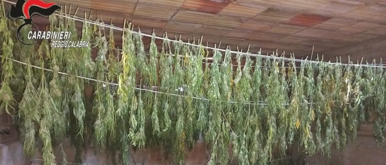 Droga nel Reggino, scoperte 600 piante di cannabis in fase di essicazione in un casolare abbandonato