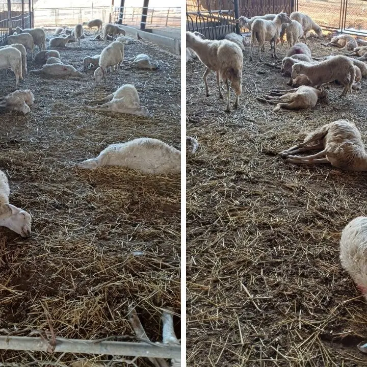 Emergenza Lingua Blu, Occhiuto al Consiglio regionale: «Ecco cosa stiamo facendo per fermare l’epidemia e limitare i focolai»