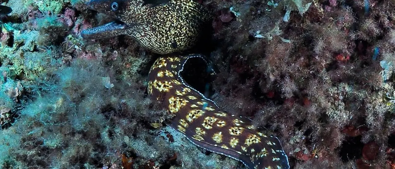 La Costa degli Dei incanta anche sott’acqua: la Secca di Sant’Irene nelle foto di un evento targato Unesco a Tropea