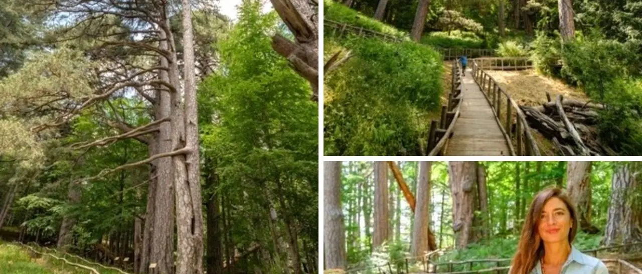 L’estate d’oro dei Giganti della Sila: la riserva nel cuore della Calabria è il sito Fai più visitato d’Italia