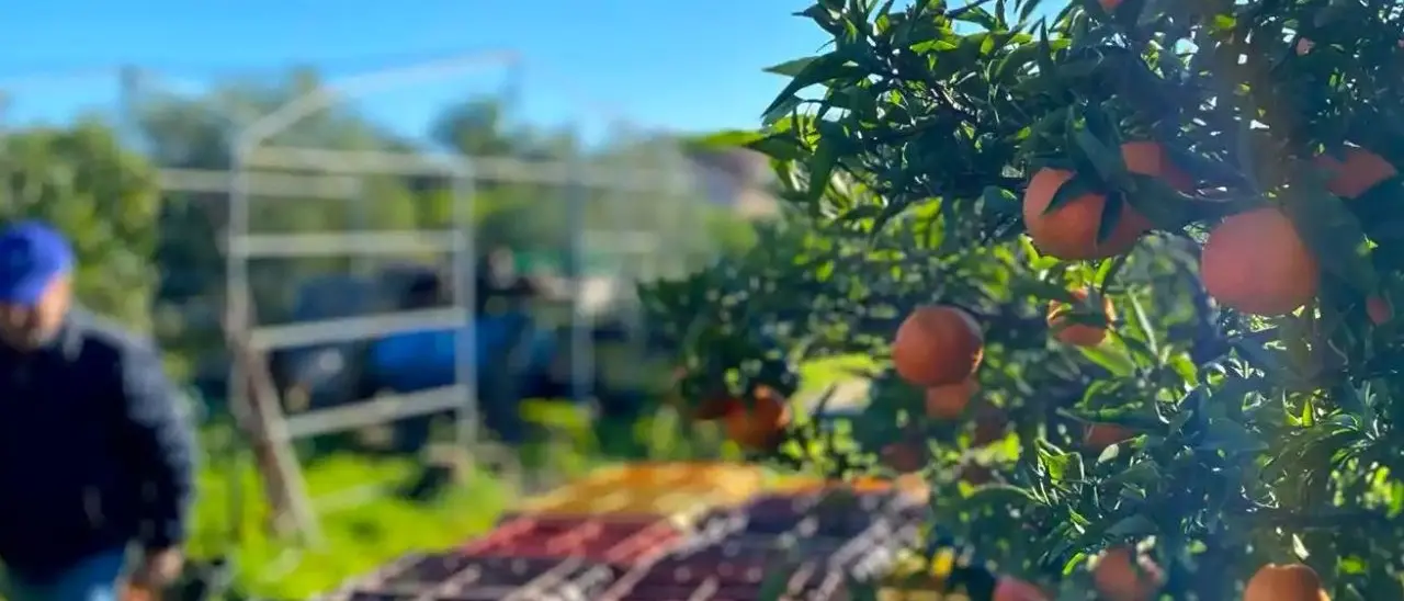 Intimidazioni contro aziende a Corigliano Rossano, tagliate alcune piante di agrumi. La denuncia di Confagricoltura