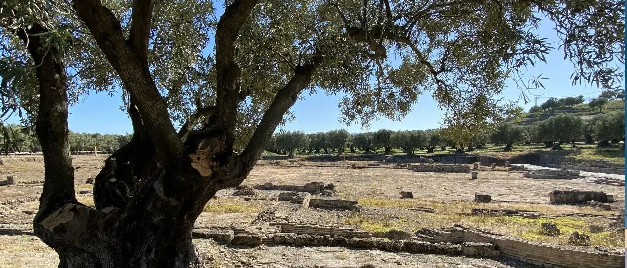 Il clan di Casabona padrone dei terreni: il boss s’infuria dopo l’asta persa dal cugino e per la proprietaria dell’uliveto inizia un incubo