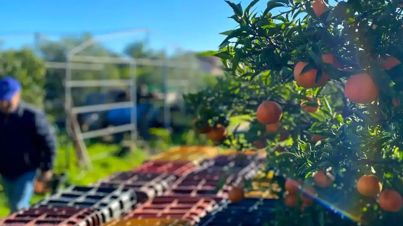 Intimidazioni agli agricoltori di Corigliano Rossano, Straface: «La Sibaritide faccia muro contro chi inquina la vita sociale ed economica»