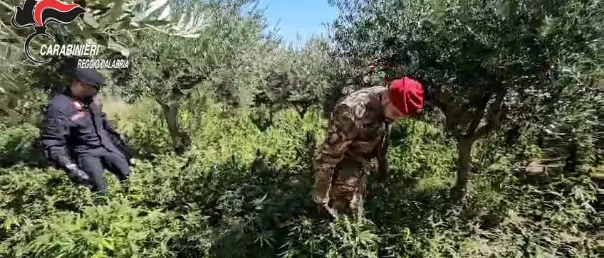 Scoperte e distrutte 500 piante di marijuana nel Reggino: arrestato un uomo sorpreso mentre curava la coltivazione