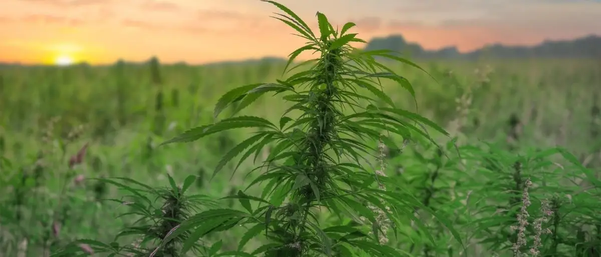 Ben 430 piante di marijuana nelle campagne di Roggiano Gravina, un arresto