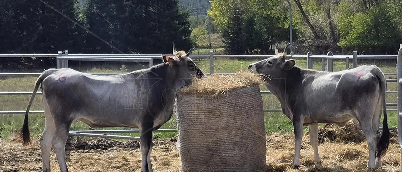 Grand Terroir su LaC On Air: la mucca podolica emblema della biodiversità calabrese, ecco l’asta delle manze in Sila