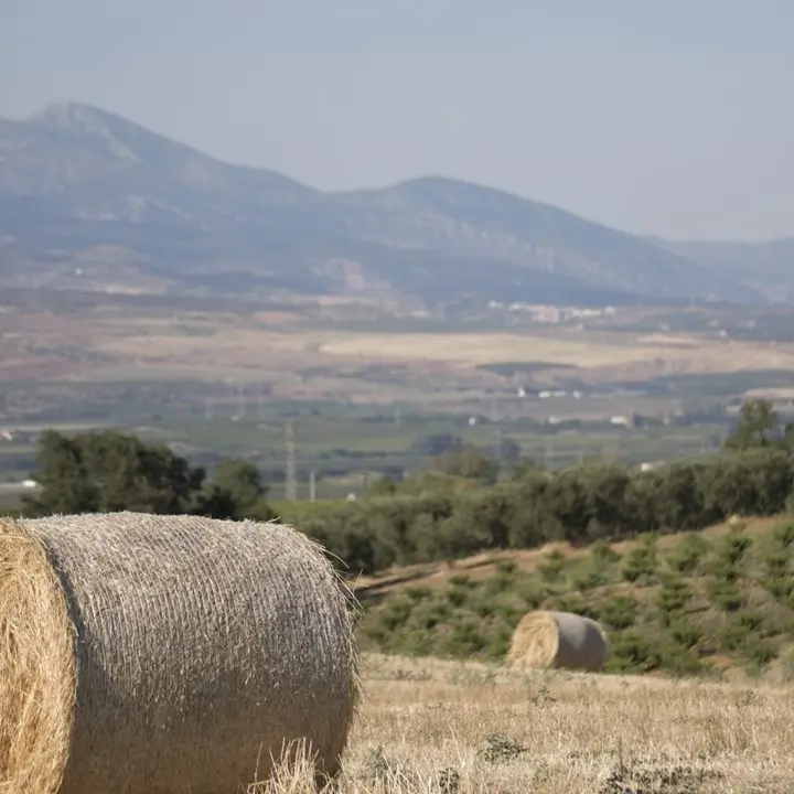 Dalla Regione Calabria 22 milioni di euro per agricoltori e allevatori contro i danni da fauna selvatica e maltempo