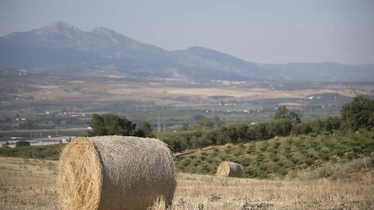 Dalla Regione Calabria 22 milioni di euro per agricoltori e allevatori contro i danni da fauna selvatica e maltempo