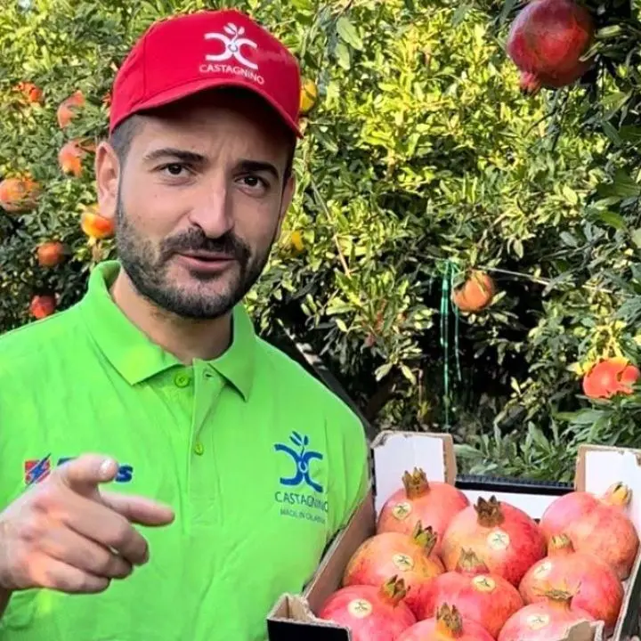 Una nuova e ricca stagione per la melagrana in Calabria: i frutti freschi della filiera Castagnino a Scandale