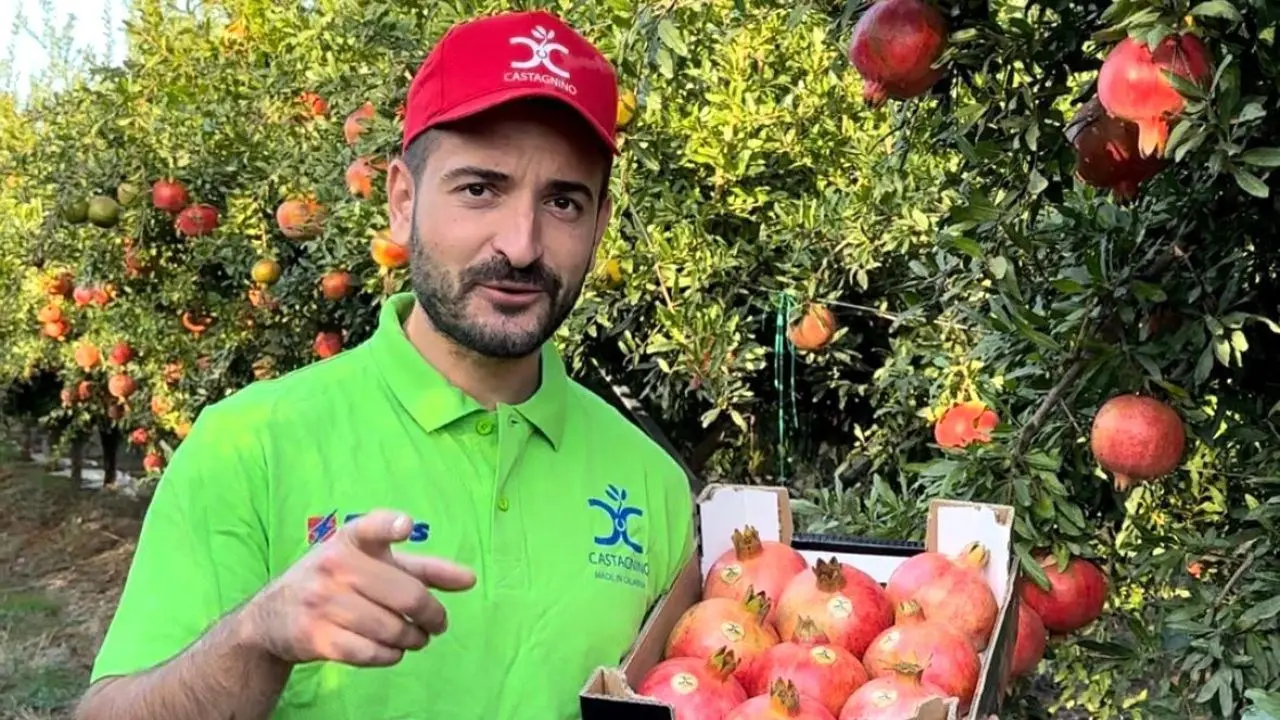 Una nuova e ricca stagione per la melagrana in Calabria: i frutti freschi della filiera Castagnino a Scandale