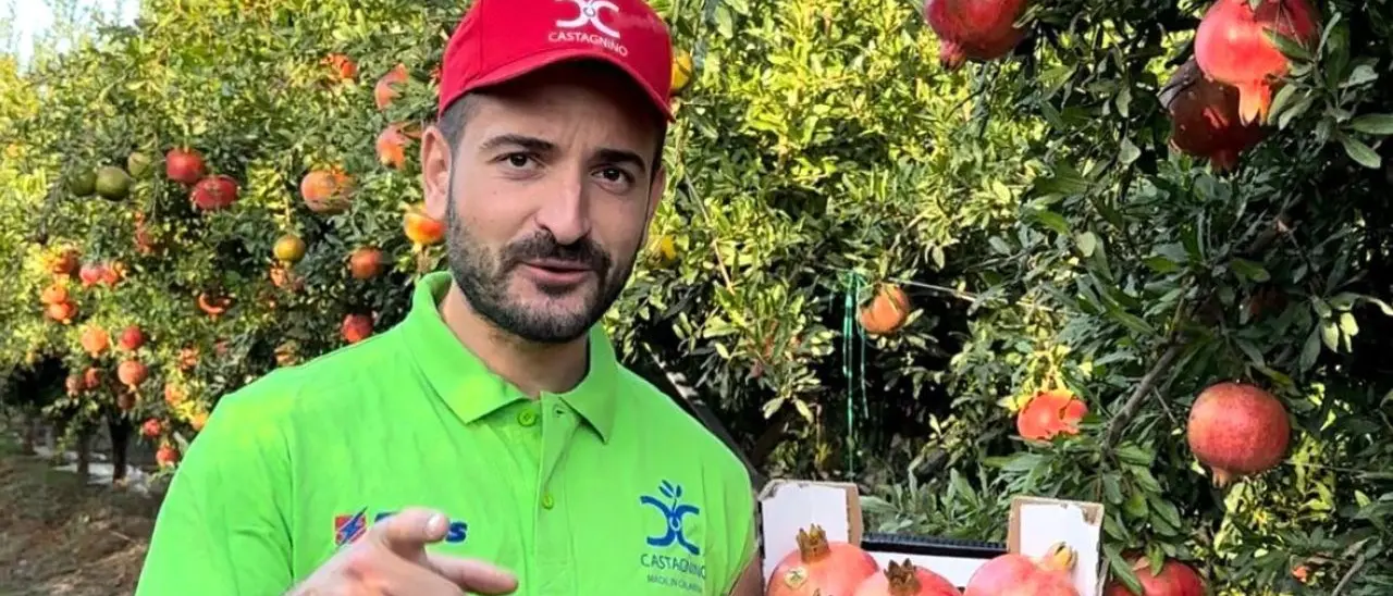 Una nuova e ricca stagione per la melagrana in Calabria: i frutti freschi della filiera Castagnino a Scandale