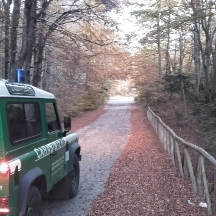 Pascolo abusivo nel Parco Nazionale d’Aspromonte: denunciato un allevatore 26enne