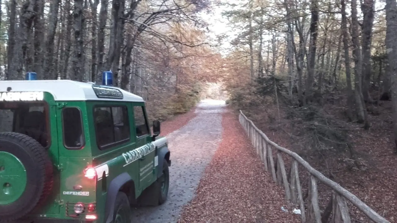 Pascolo abusivo nel Parco Nazionale d’Aspromonte: denunciato un allevatore 26enne