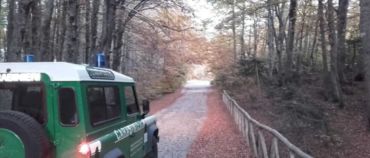 Pascolo abusivo nel Parco Nazionale d’Aspromonte: denunciato un allevatore 26enne