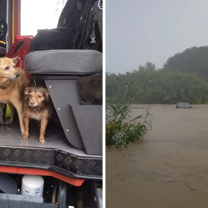 Locri, donna in auto con i suoi cani trascinata dalla furia della fiumara: salvati dai vigili del fuoco