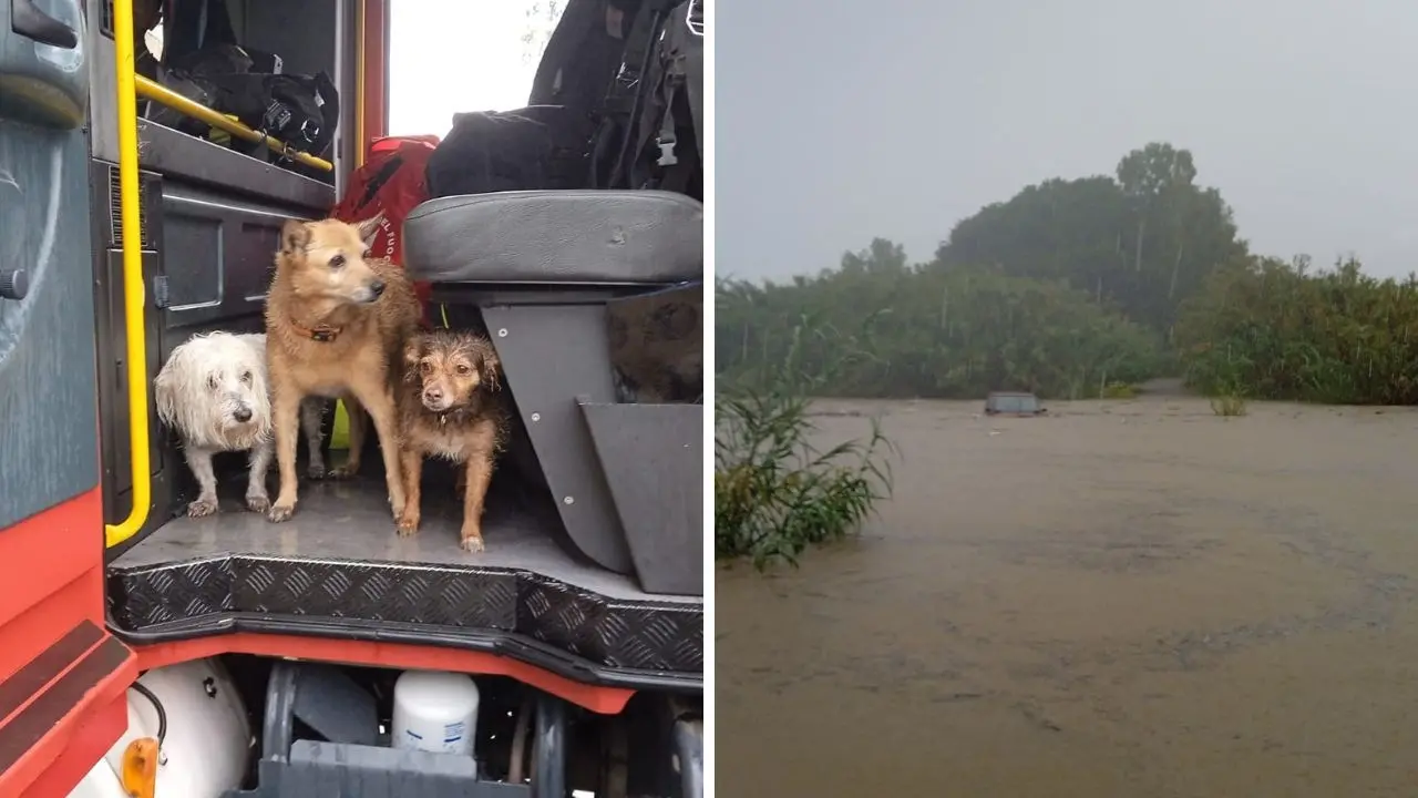 Locri, donna in auto con i suoi cani trascinata dalla furia della fiumara: salvati dai vigili del fuoco