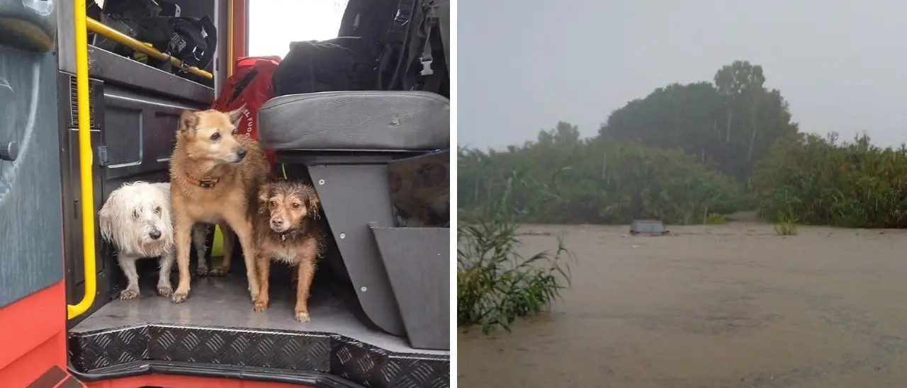 Locri, donna in auto con i suoi cani trascinata dalla furia della fiumara: salvati dai vigili del fuoco