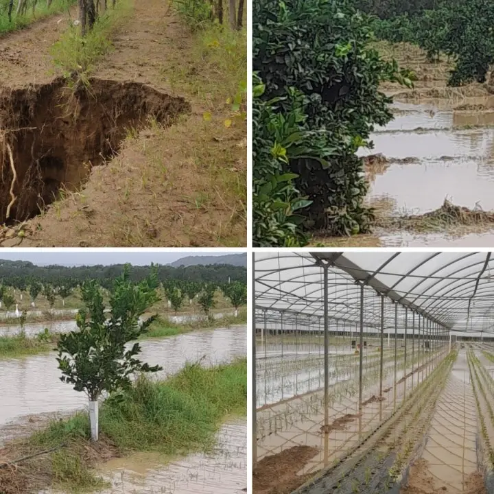 Maltempo, Coldiretti: «Duro colpo per l’agricoltura lametina, campagne di raccolta compromesse in modo irreparabile»