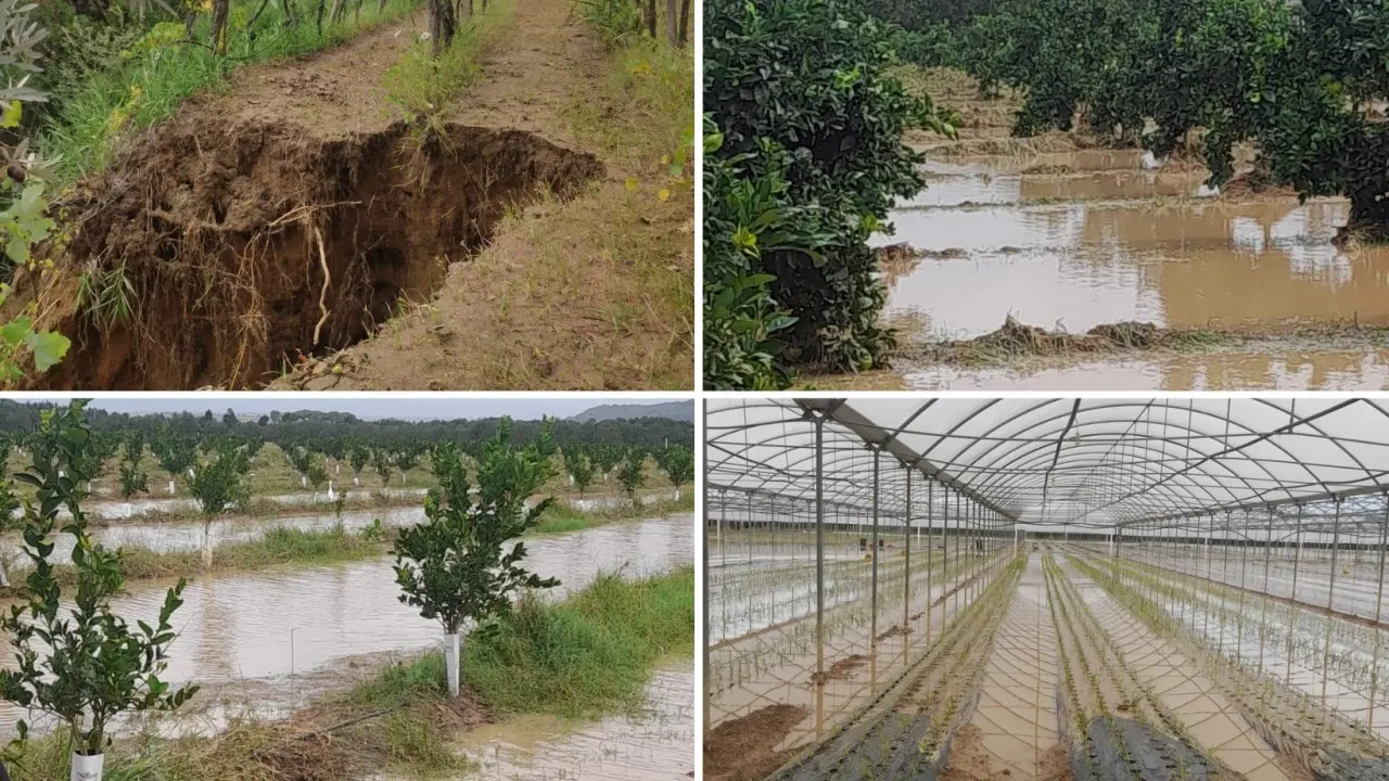 Maltempo, Coldiretti: «Duro colpo per l’agricoltura lametina, campagne di raccolta compromesse in modo irreparabile»