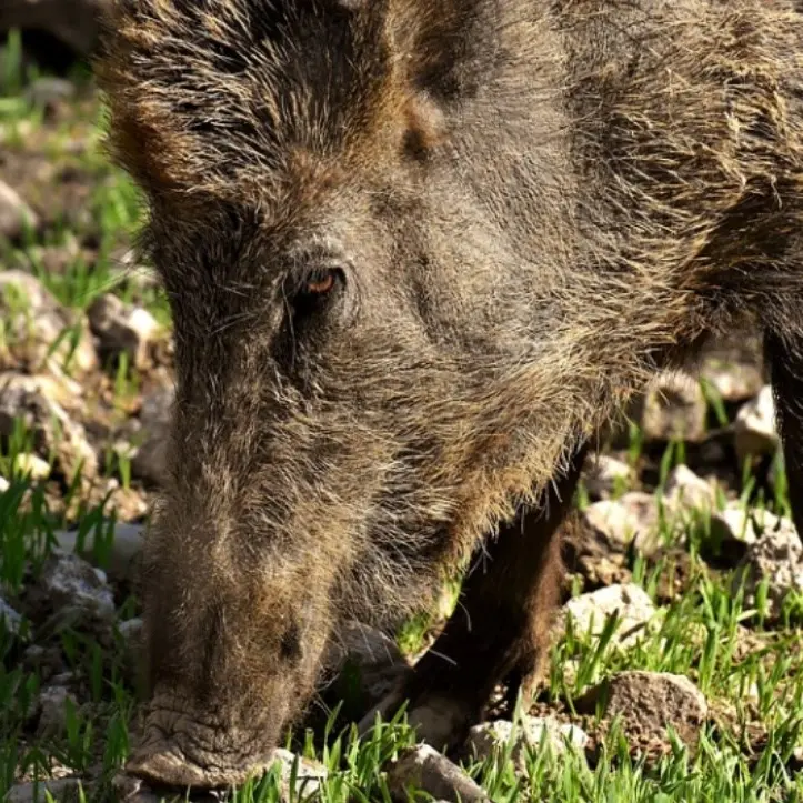 Riparte in Calabria la caccia al cinghiale: obiettivo controllarne la diffusione e tutelare le produzioni agricole