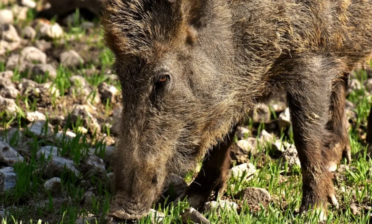 Riparte in Calabria la caccia al cinghiale: obiettivo controllarne la diffusione e tutelare le produzioni agricole