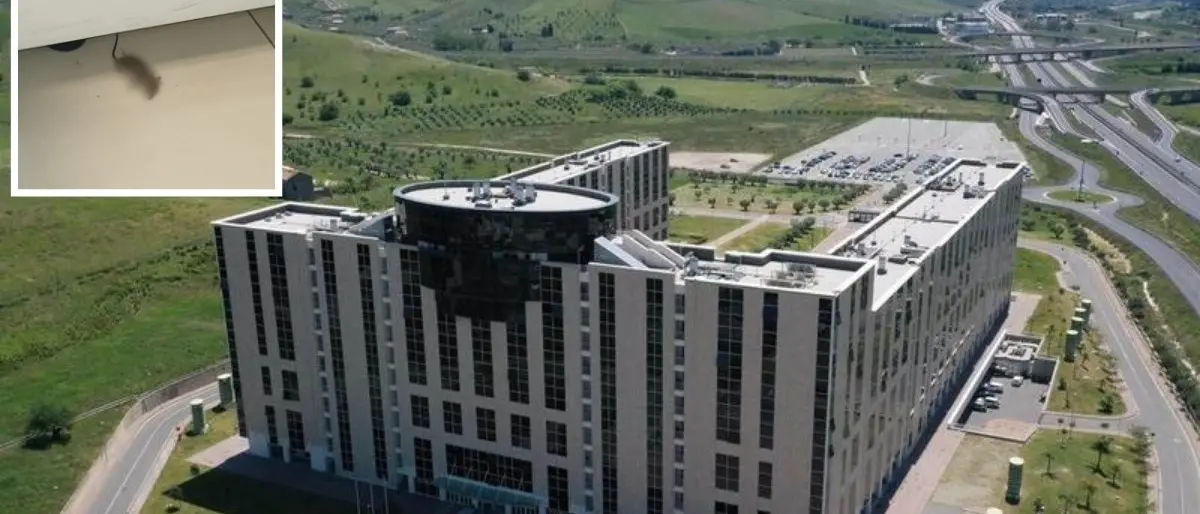 Topo morto alla Cittadella regionale, Csa-Cisal: «Più rispetto per i dipendenti, si preveda un piano di derattizzazione»