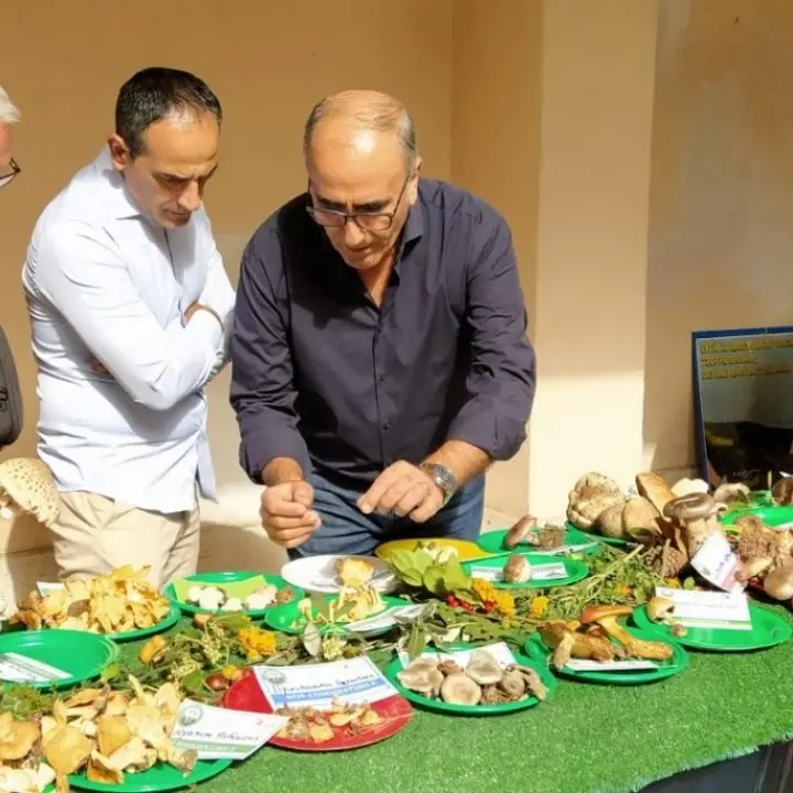 Funghi esotici tossici e specie nuove, a Lamezia successo per la mostra micologica