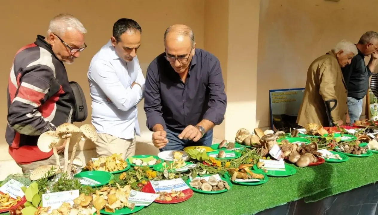 Funghi esotici tossici e specie nuove, a Lamezia successo per la mostra micologica