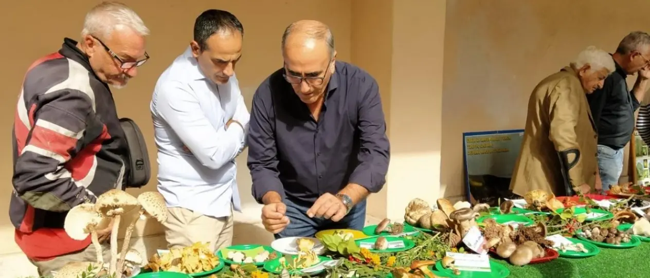 Funghi esotici tossici e specie nuove, a Lamezia successo per la mostra micologica