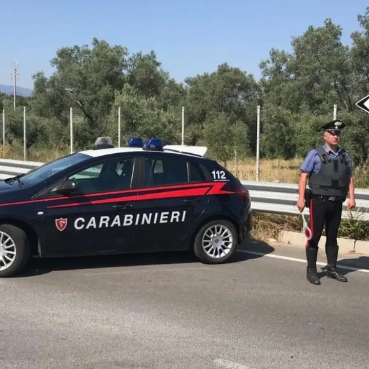 Corigliano Rossano, tagliate 100 piante di agrumi e ulivi secolari ad un imprenditore: sospetto atto intimidatorio