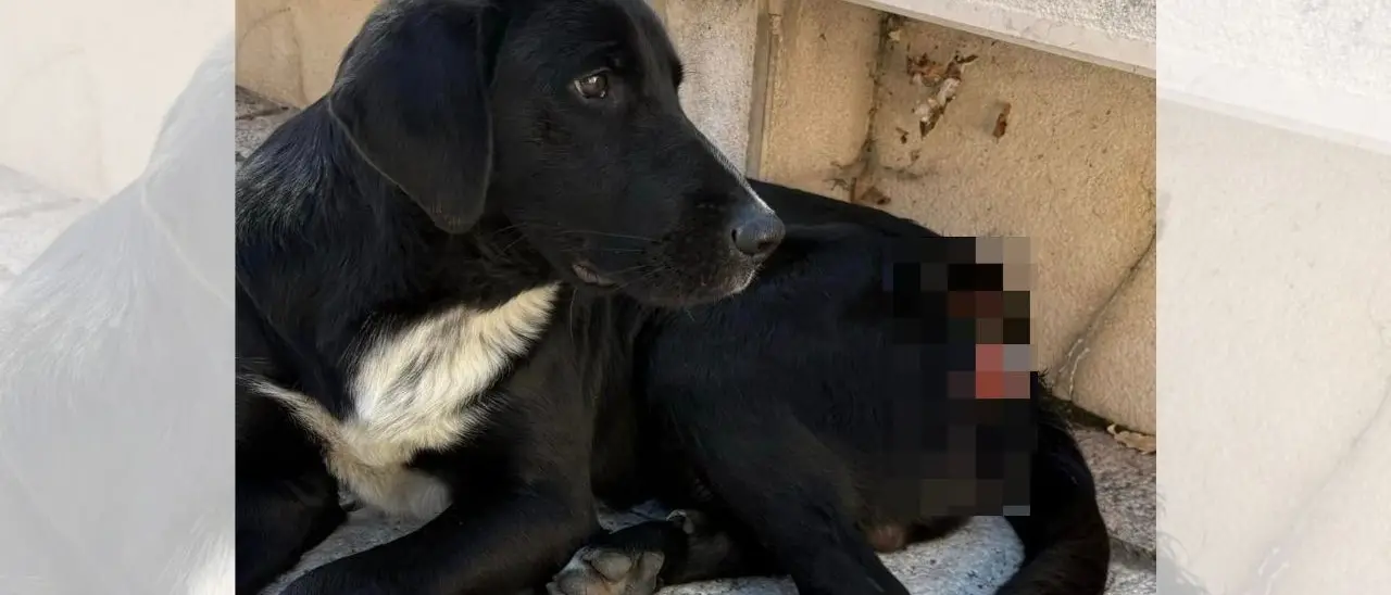 Acri, cane ferito da un petardo durante la notte di Halloween. I cittadini prestano le prime cure e si mobilitano per sporgere denuncia