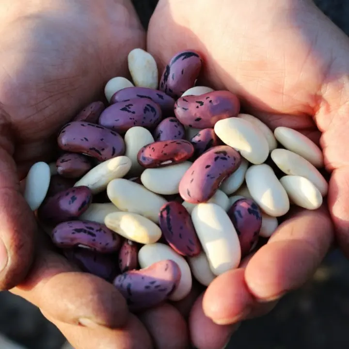 Sul Pollino arriva Slow beans, il meeting dedicato ai legumi: attesi produttori dall’Italia e dall’Estero\n