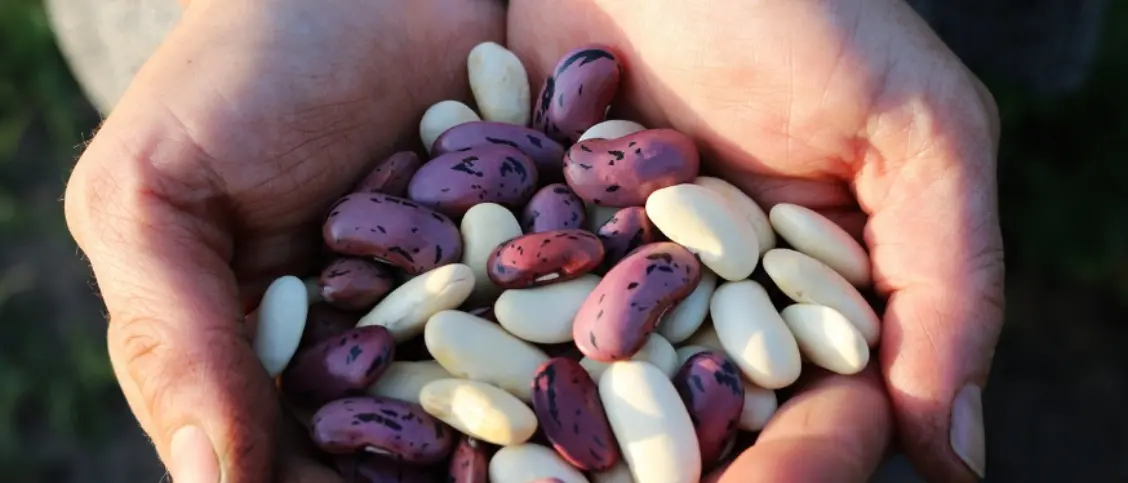 Sul Pollino arriva Slow beans, il meeting dedicato ai legumi: attesi produttori dall’Italia e dall’Estero\n