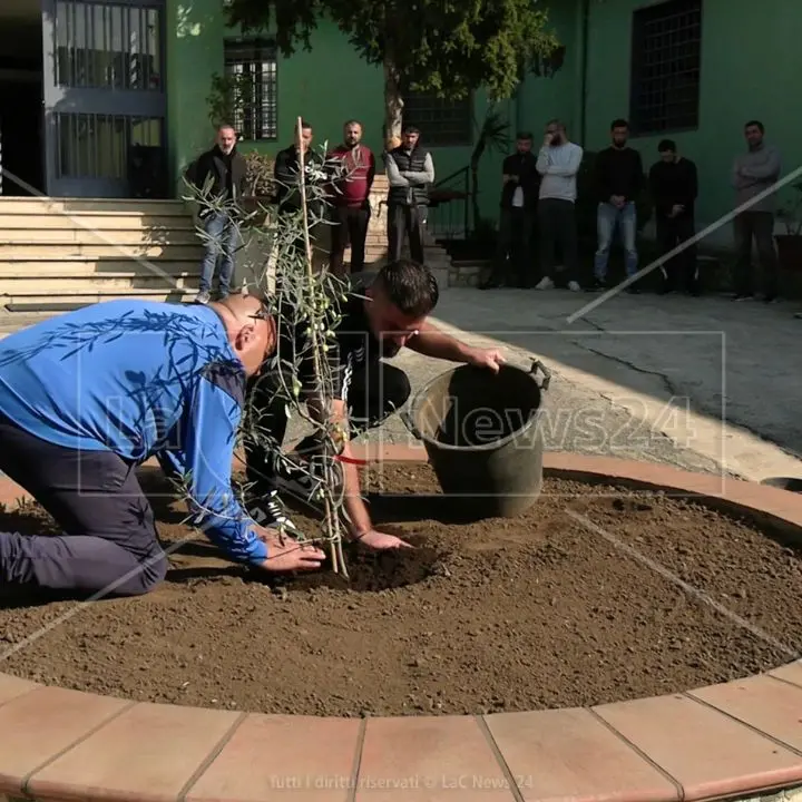 L'olivo bianco della Madonna arriva al carcere di Laureana di Borrello: «Segno di pace e speranza per il futuro»\n