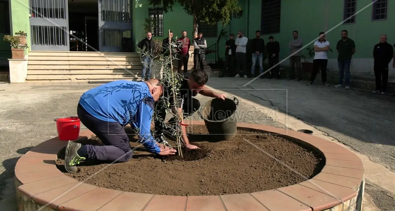 L'olivo bianco della Madonna arriva al carcere di Laureana di Borrello: «Segno di pace e speranza per il futuro»\n