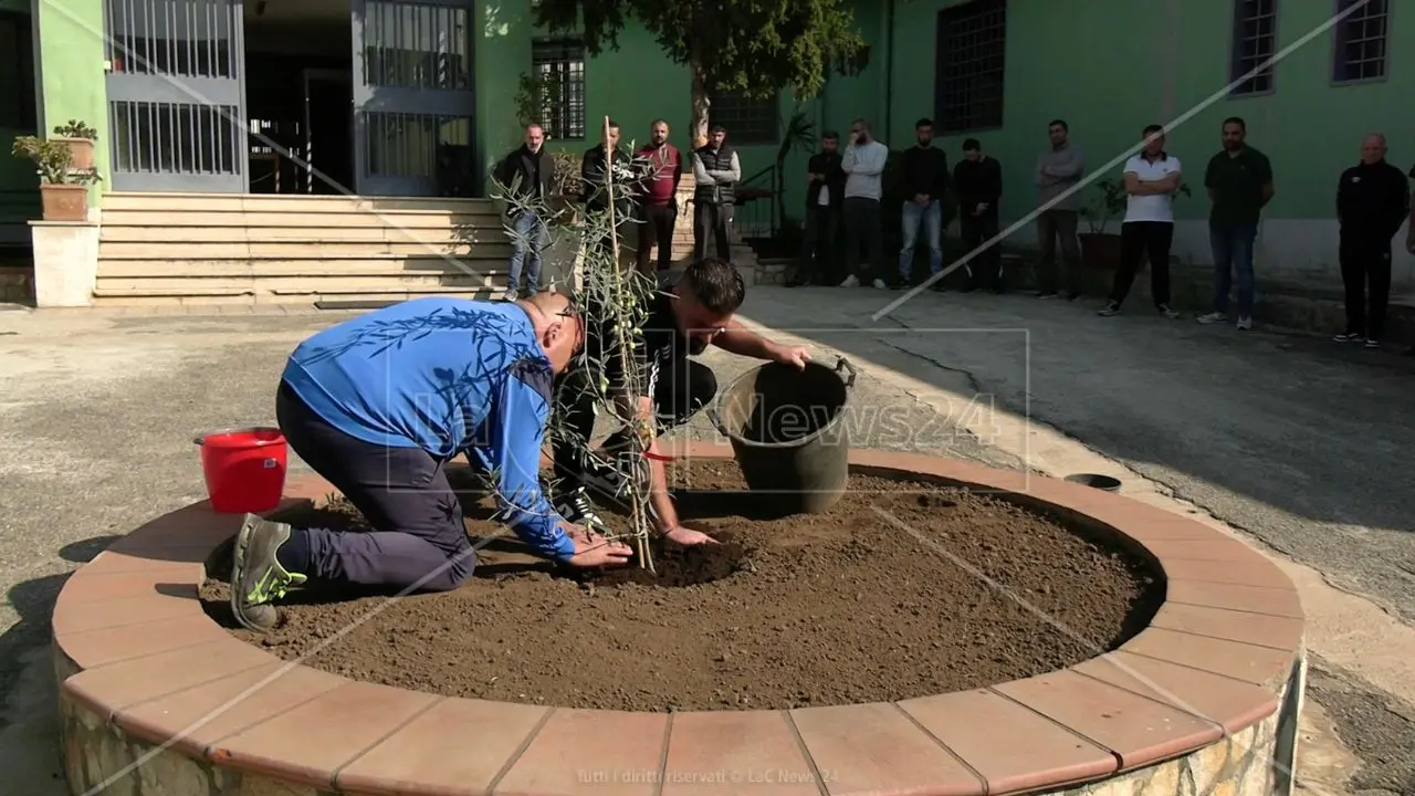 L'olivo bianco della Madonna arriva al carcere di Laureana di Borrello: «Segno di pace e speranza per il futuro»\n