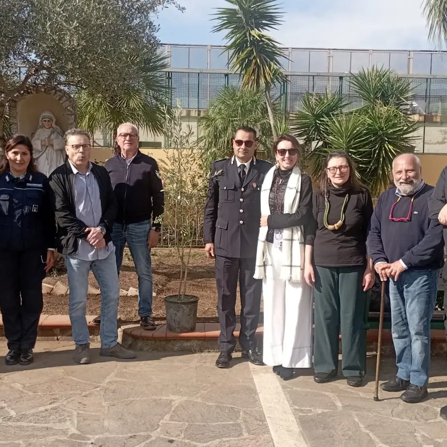L’olivo bianco della Madonna messo a dimora dai detenuti del carcere di Palmi.\n«Simbolo di riconciliazione e rinascita»\n