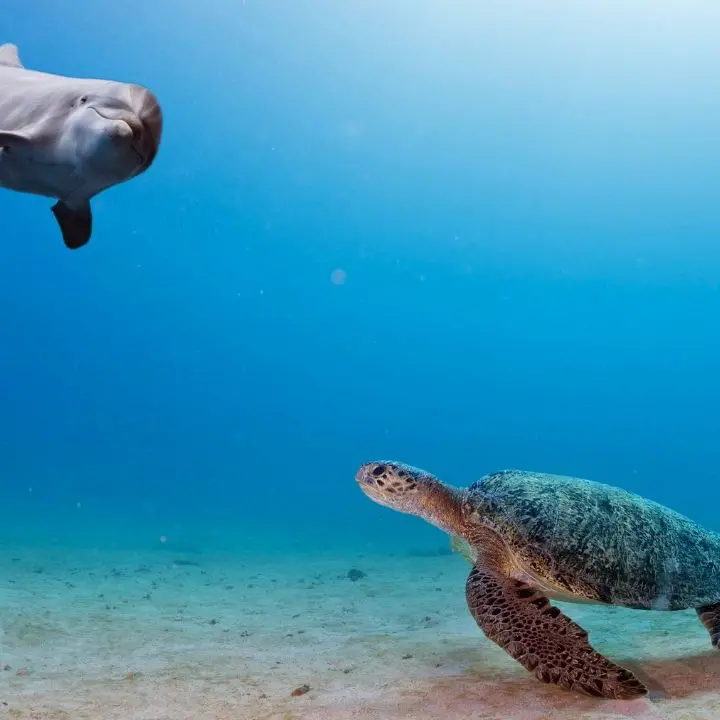 Delfini, tartarughe e uccelli migratori a rischio con l’eolico al largo di Squillace, ecco perché\u00A0la Regione dice No: «Area ad elevata valenza naturalistica»\n