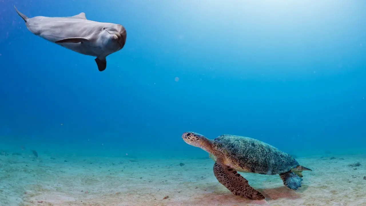 Delfini, tartarughe e uccelli migratori a rischio con l’eolico al largo di Squillace, ecco perché\u00A0la Regione dice No: «Area ad elevata valenza naturalistica»\n