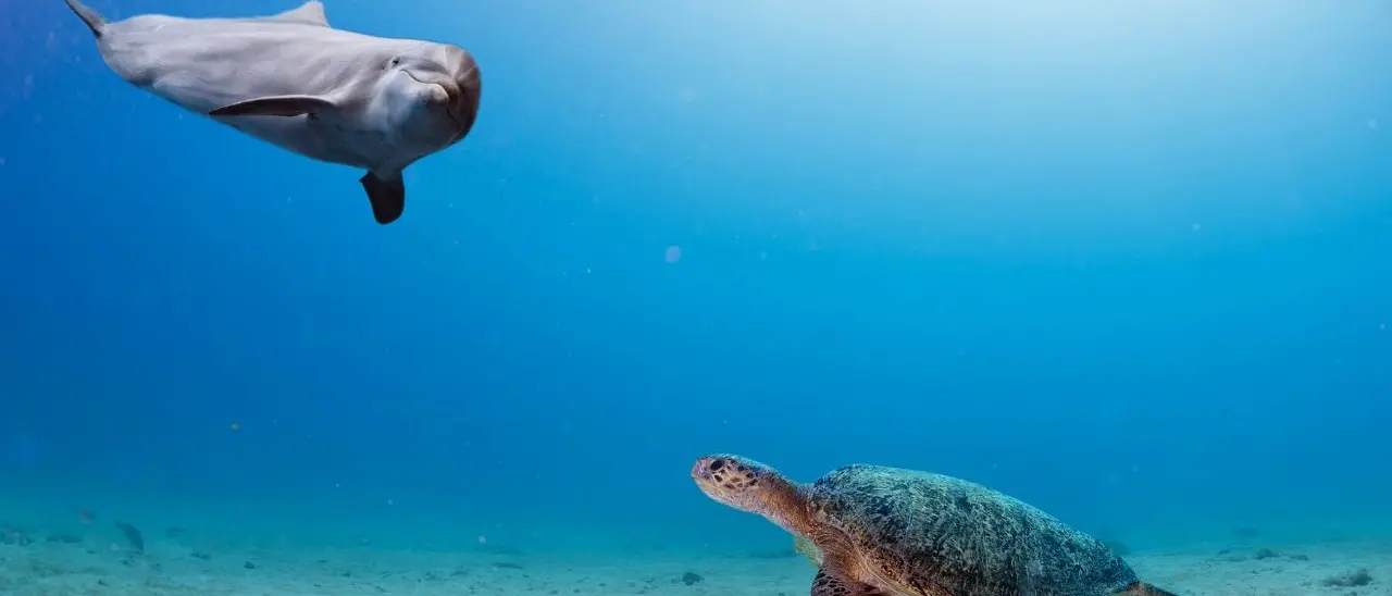 Delfini, tartarughe e uccelli migratori a rischio con l’eolico al largo di Squillace, ecco perché\u00A0la Regione dice No: «Area ad elevata valenza naturalistica»\n