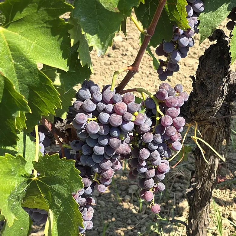 Radici storiche e\u00A0territorio, filiere ittiche e agroalimentari: due incontri nelle Gallerie del San Giovanni a Catanzaro\n