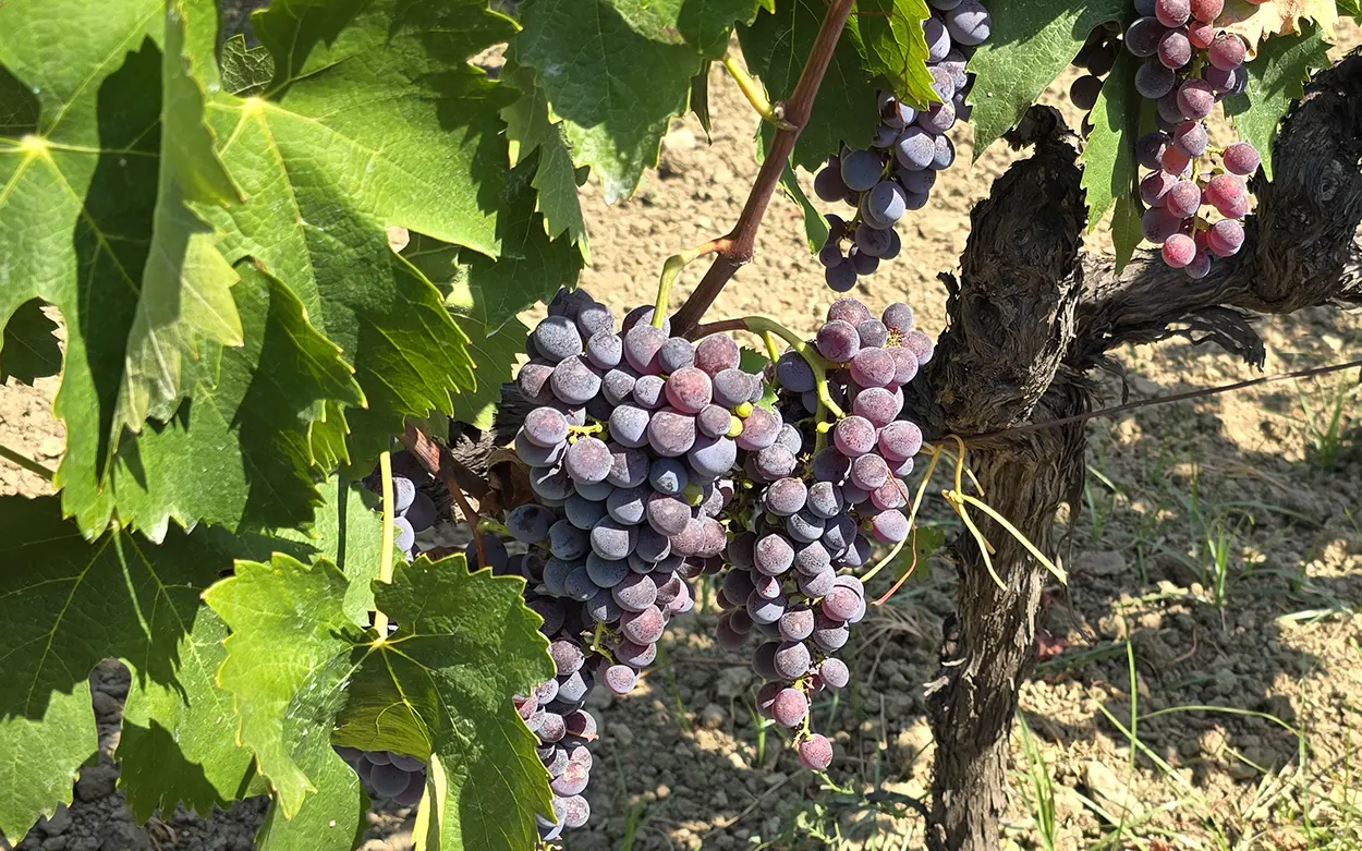 Radici storiche e\u00A0territorio, filiere ittiche e agroalimentari: due incontri nelle Gallerie del San Giovanni a Catanzaro\n