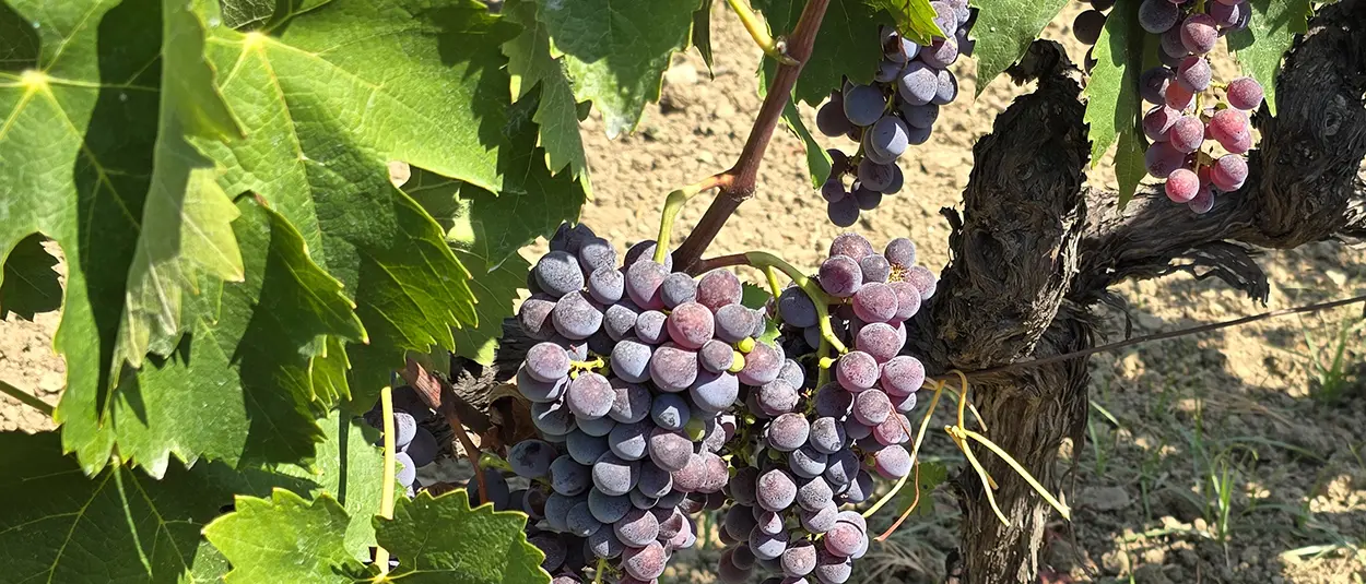 Radici storiche e\u00A0territorio, filiere ittiche e agroalimentari: due incontri nelle Gallerie del San Giovanni a Catanzaro\n