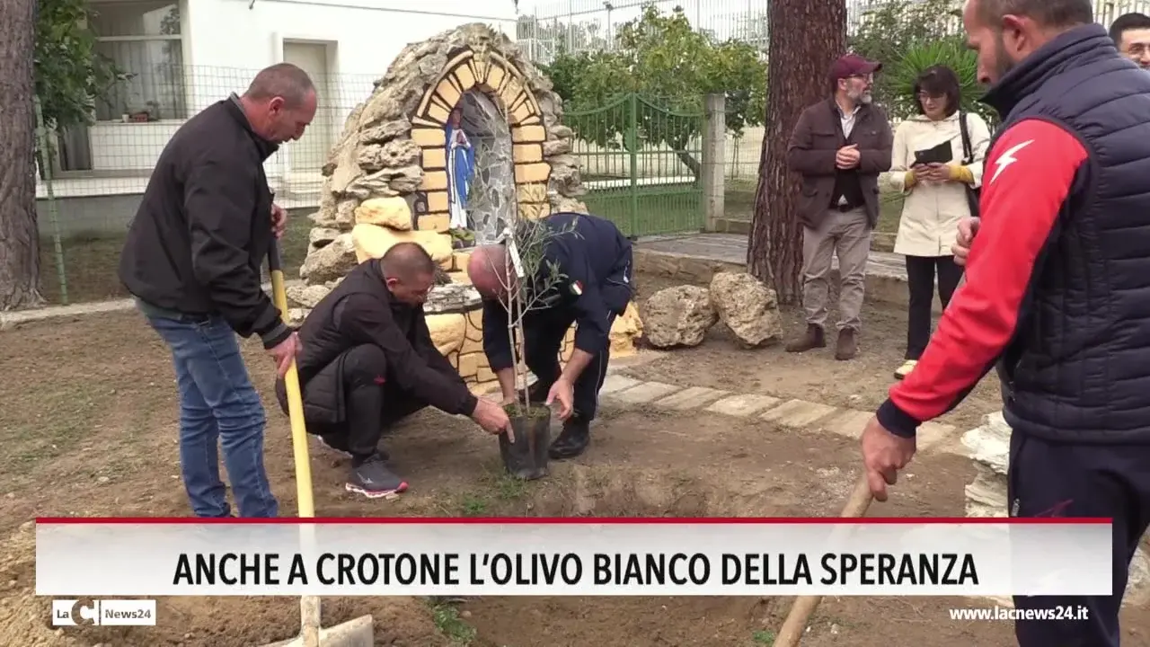 L'olivo bianco della speranza anche a Crotone