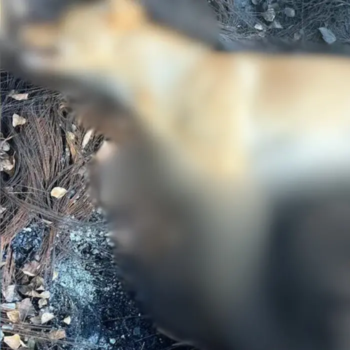 Orrore a Tortora, avvelenati tre cani: uno è morto e ha le zampe bruciate. «Gesti inumani»\n